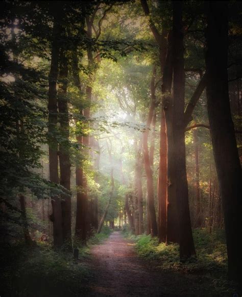 23 Beautiful Forest Photography For Inner Inspiration - The XO Factor