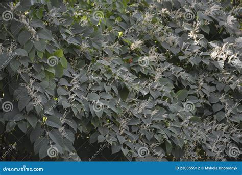 Flowers of Asian Knotweed, Fallopia Japonica.shoots of Japanese Knotweed, Polygonum Cuspidatum ...