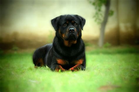 Rottweiler Dog Wallpapers - Wallpaper Cave