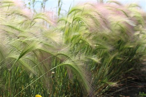 Prairie Grasses Free Stock Photo - Public Domain Pictures