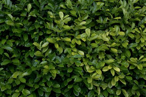 HIGH RESOLUTION TEXTURES: Plant hedge bush leaf leaves texture