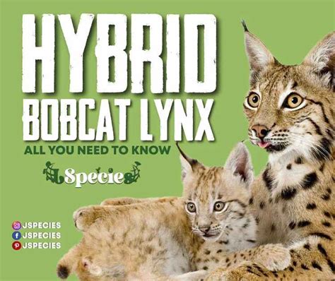 Hybrid bobcat lynx | All You Need To Know