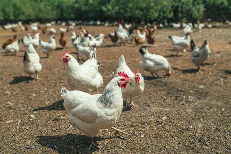 Small chicken farmers are thriving during the pandemic