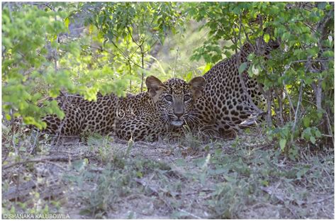 New additions to wilds of Sri Lanka | Sri Lankan Leopard Cub… | Flickr