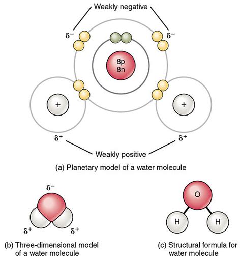 Describe Polar Covalent Bonds Using Water as an Example