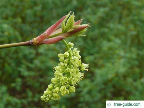 Bigleaf maple | Acer macrophyllum