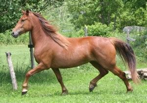 Canadian Horse Info, Origin, History, Pictures