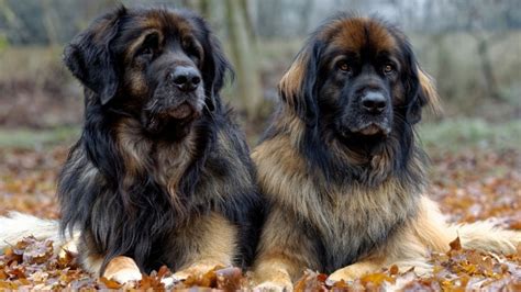 Top 15 Largest Dog Breeds In The World - SLVIKI