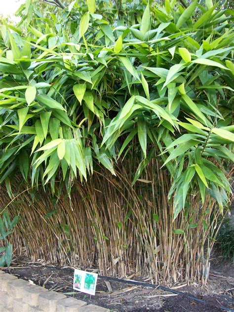 What Is The Shortest Bamboo