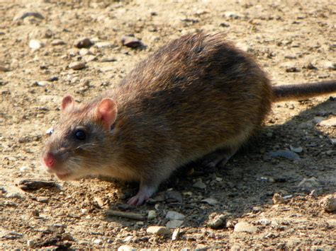 File:Rattus norvegicus -Fairlands Valley Park, Stevenage, England-8.jpg