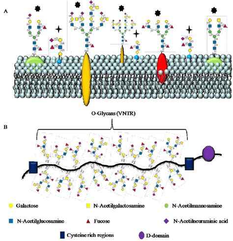 Glycolipid In Cell Membrane