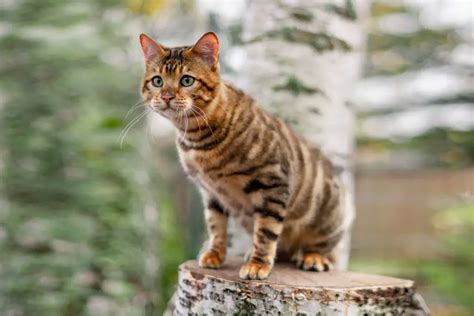 Toyger Cat Breed Profile • Purrfectcatbreeds