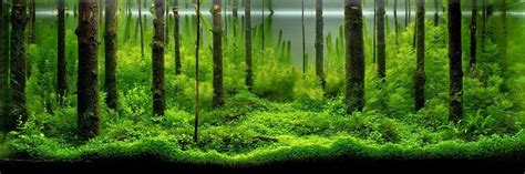 Betta Fish Natural Habitat | Betta Fish Life