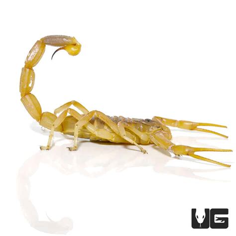 Death Stalker Scorpion (Leiurus quinquestriatus) For Sale- Underground ...