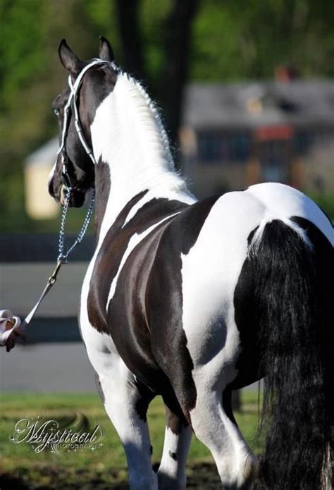 Friesian Sport Horse Colors, Friesian Sport Horse Jorvikipedia Fandom ...