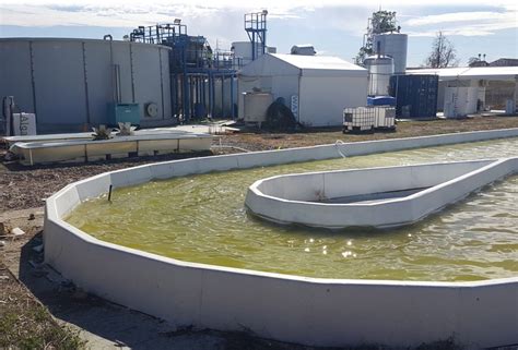 Algal cultivation on wastewater