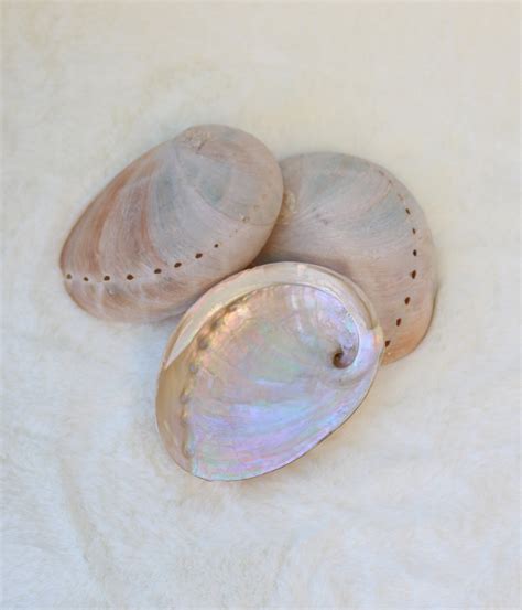 Australian Abalone Shell - Small - Shop Amethyst from Crystal Passion