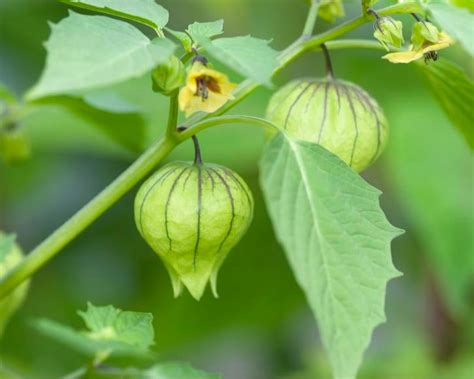 Tomatillos pflanzen, pflegen, ernten - Mein schöner Garten