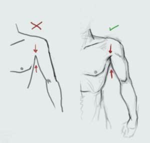 Chest-shoulder-arm proportions Drawing Techniques, Drawing Tips, Drawing Tutorials, Art ...