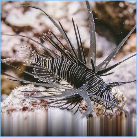 Black Peacock Lionfish | Pete's Aquariums & Fish