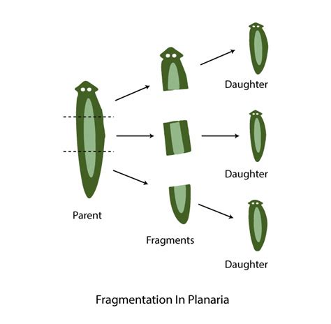 What is Fragmentation? in Biology