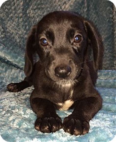 Libby | Adopted Puppy | SOUTHINGTON, CT | Dachshund/Border Collie Mix