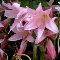 BBC - Gardening: Plant Finder - Crinum