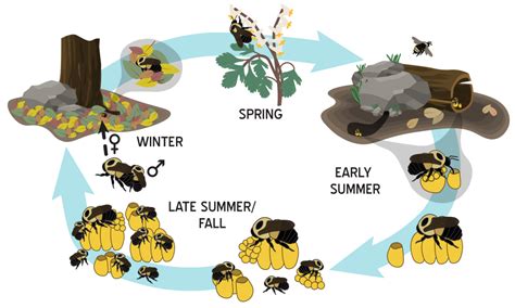 Life Cycle and Biology – Bumble Bees of Wisconsin – UW–Madison