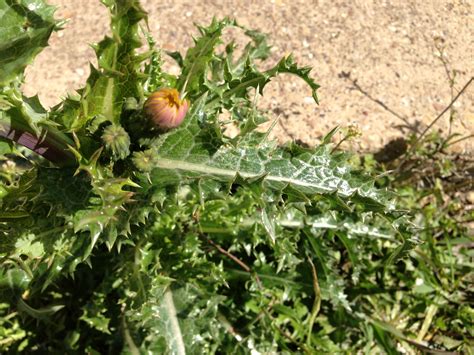 Weed of the Week: Spiny Sow Thistle (Annual) | Forage Fax