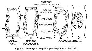 Plasmolysis: Definition, Example, Diagram