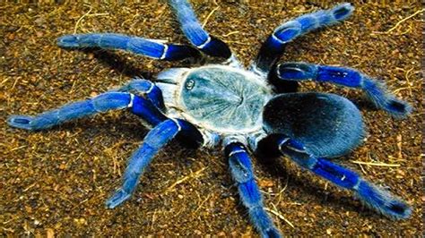 Top 10 Most Venomous Spiders | Simply Amazing Stuff