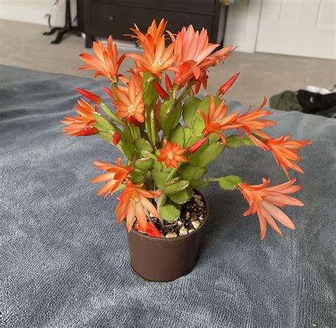 Still enjoying my Easter cactus blooms 🧡🧡💚💚🧡🧡💚💚 : r/succulents