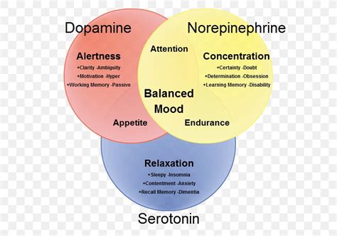 Neurotransmitter Dopamine Norepinephrine Synapse Serotonin, PNG, 615x575px, 5ht Receptor ...