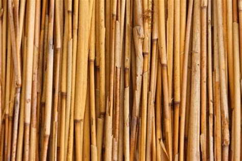 Gambar : struktur, tekstur, pertanian, Latar Belakang, kayu keras, Sedotan, tebu, tongkat bambu ...