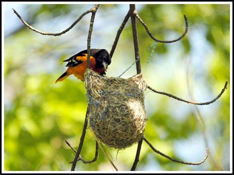 Baltimore Oriole at nest by Barry Kant. Submitted to our Home Tweet Home photo contest. Outdoor ...