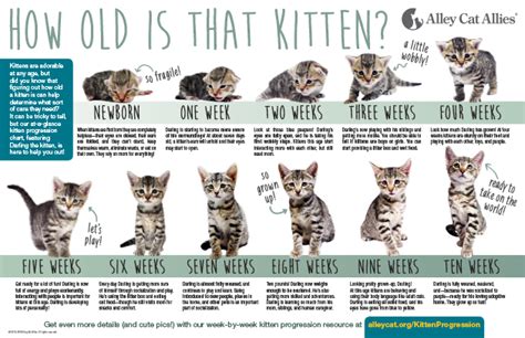 Newborn Kitten Progression & Cat Age Chart with Pictures | Alley Cat Allies