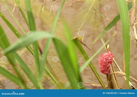 Dragonfly eggs stock photo. Image of entomology, animal - 104599102