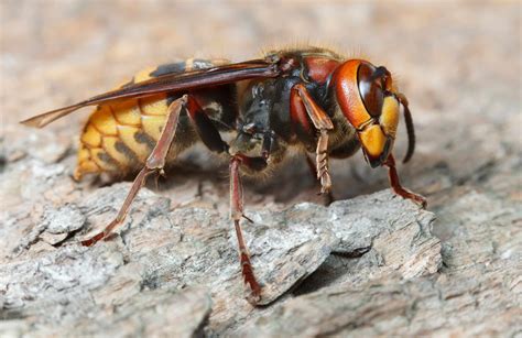 The Dangers of Hornets | Hornet Prevention | Modern Pest