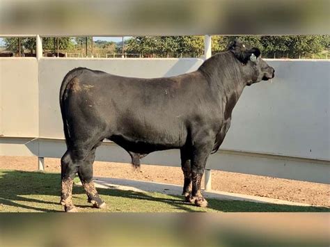 Lot #5364 Brangus Bull - J&J Cattle Co