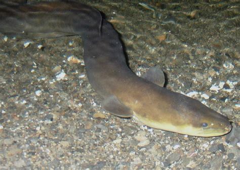 File:NZ eel.jpg - Wikipedia