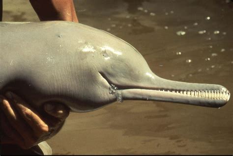The Ganges River Dolphin lives in extremely murky water and thus has ...