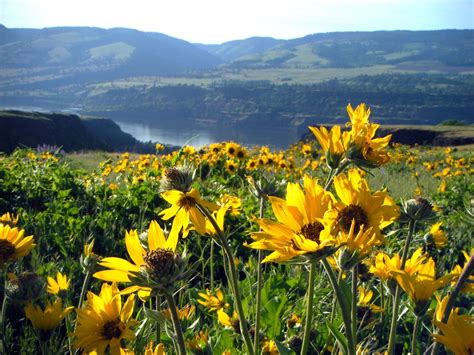 The Best Trail to See Oregon's High Desert Wildflowers - Uncommon Path ...