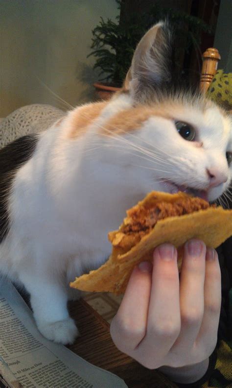 Cats Eating Tacos