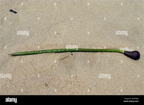 Fruit and seed of Stilted mangrove, Rhizophora stylosa Stock Photo - Alamy