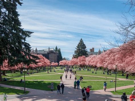 UW: Don't Come See Cherry Blossoms During Coronavirus Outbreak ...