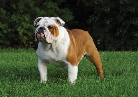 British Bulldog Breeds