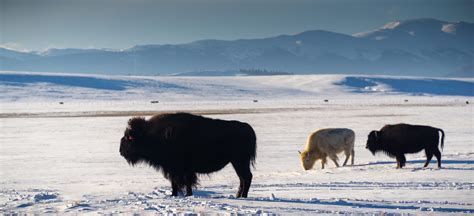 Buffalo on the high plains. : r/Colorado