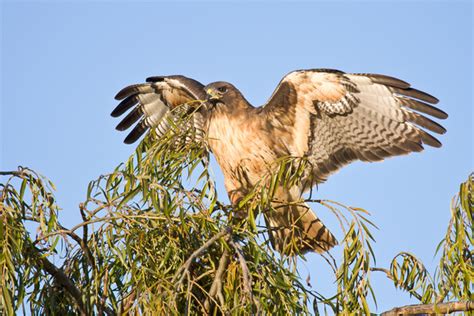 Zenfolio | Feather Light Photography | Red-tailed Hawk | Red-tailed ...