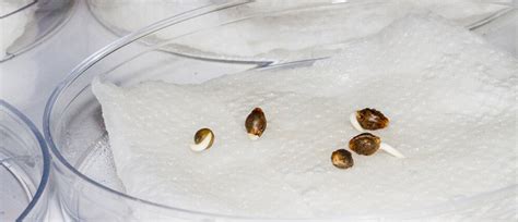 How to germinate Marijuana seeds - The Best Way - Seed Canary