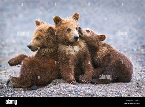 Three Brown Grizzly Bear Cubs Close Together At Lake Clarke National ...